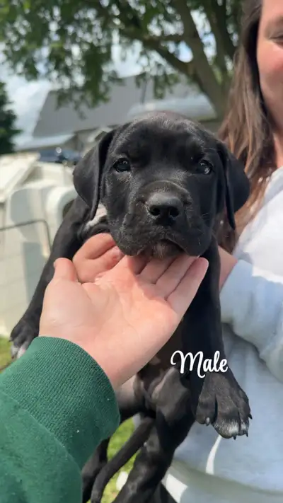 Mastiff pups born April 25th ready for homes., View more