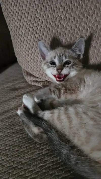 Beautiful Lynx point Siamese, View more