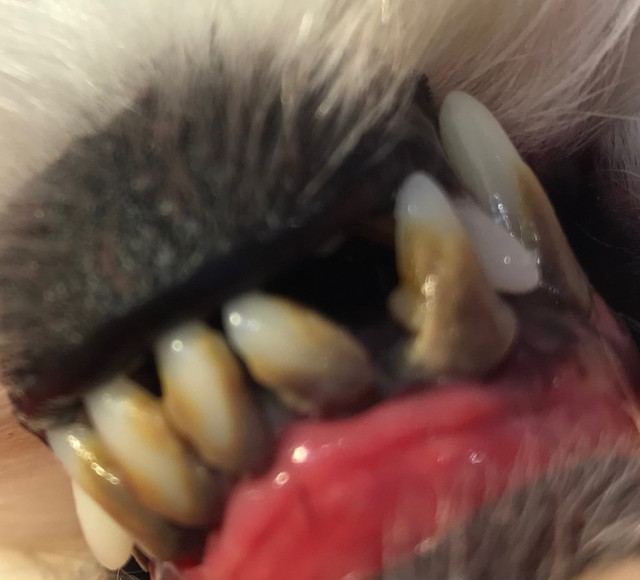 Pet Dental cleaning  in Animal & Pet Services in Markham / York Region - Image 3
