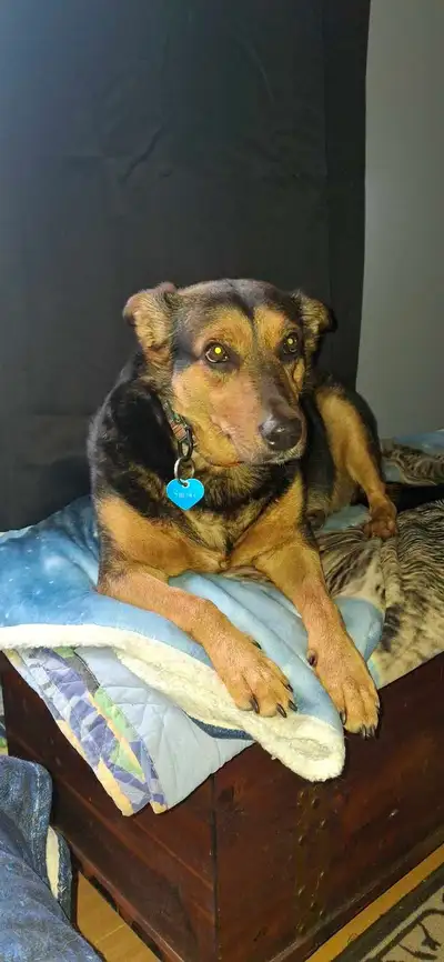 I am looking to rent a cottage on ocean or lake June 20 -June 22 this year. Must be pet friendly for...