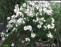ROSE Of SHARON TREE .WISTERIA, LILAC ,PERENNIAL PLANTS .