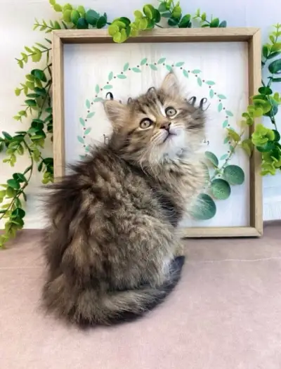 Maine Coon - Vet Checked and Vaccinated, View more