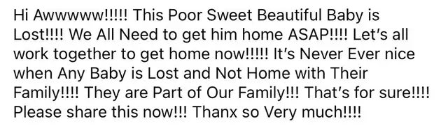 Beautiful Lost Kitty Cat— Needs to Get Home in Lost & Found in Edmonton - Image 4