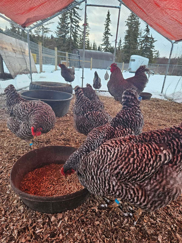 Plymouth Barred Rock hatching eggs in Livestock in Williams Lake - Image 4