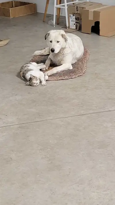 Great Pyrenees / Husky Mix – Looking for a Loving Home, View more