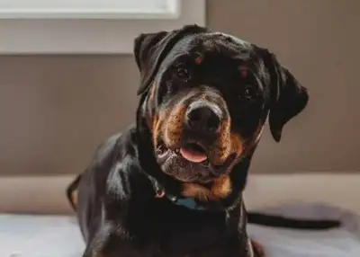 Rottweiler Puppies, View more