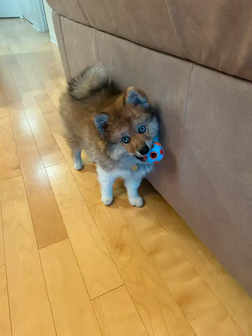 Je cherche une nouvelle famille chaleureuse pour mon chiot pomsky de 4 mois dû à un manque de possib...