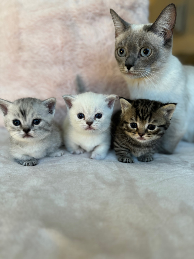 Munchkin kittens  dans Services pour animaux  à Ville de Montréal