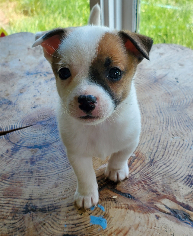 Jack Russell and Pomeranian mix for sale Dogs & Puppies for Rehoming Renfrew Kijiji