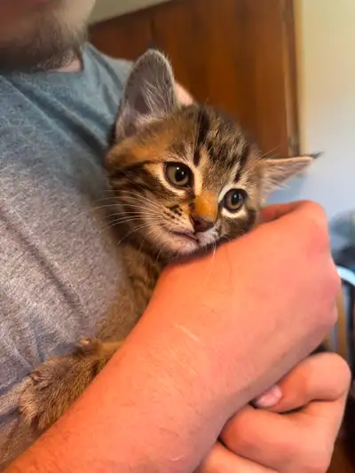 Kittens to rehome, View more