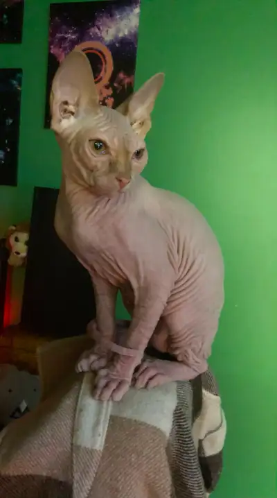 Meet Our 2 Tiny Wonders: Premium Sphynx Kittens for Sale We are thrilled to introduce a stunning lit...