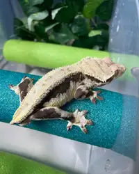 RTB Male Lilly White Crested Gecko