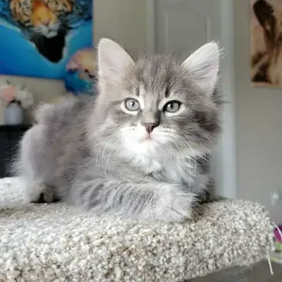 Hi I am offering super gorgeous and affectionate siberian kittens The both parents are pure race Kit...