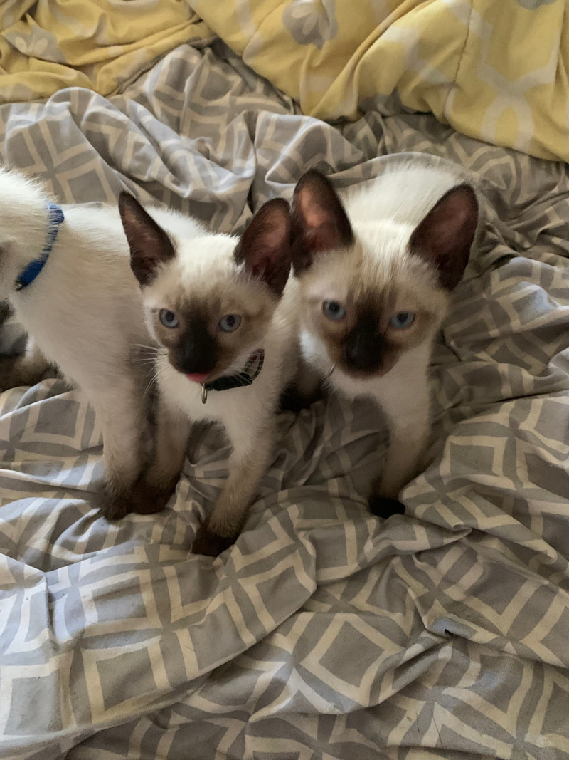 3 Siamese kittens are looking for their new homes Cats & Kittens for