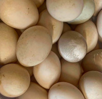 Fertilized DUCK Eggs
