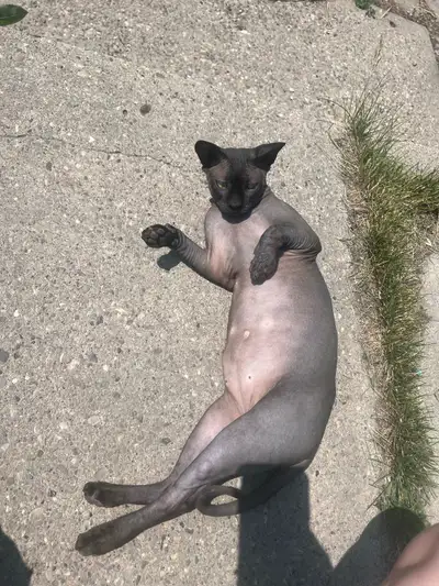 looking for a rental or roommate