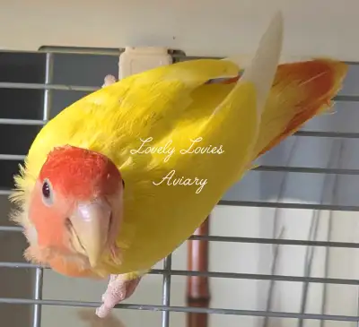 BEAUTIFUL ADULT LOVEBIRD FOR SALE, View more