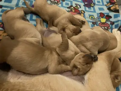 Magnifiques chiots Labrador. Pere et Mère enregistrés au Club Canin Canadien. Les parents sont très...