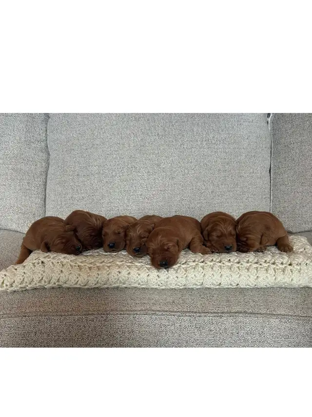 Golden Retriever Puppies *SOLD* in Dogs & Puppies for Rehoming in Winnipeg - Image 2