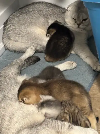 I have 5 Scottish fold straight kittens both parents are on sight. They were born May 22nd will be r...