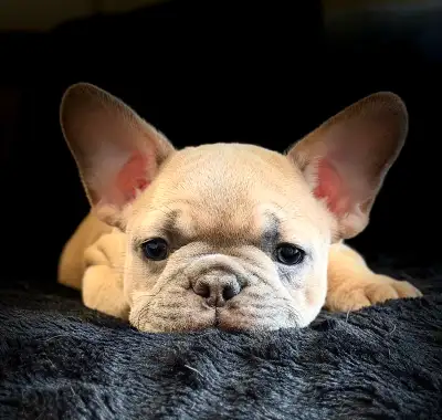 Rare Merle & Blue/Tan French Bulldog Puppies, View more