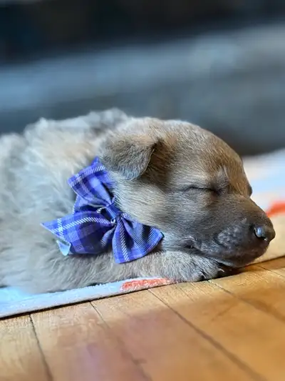 Purebred German Shepherds ~ Happy & Healthy, CKC Reg, View more