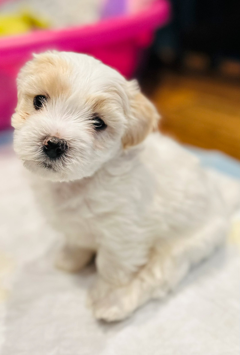 Coton de Tulear male & Biton puppy litter Dogs & Puppies for Rehoming