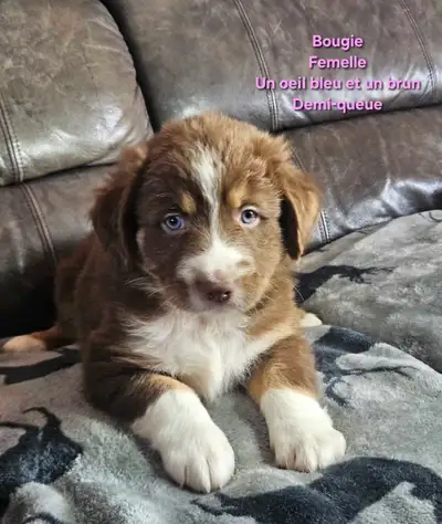 ^^Berger Australien^^ Enregistré, View more