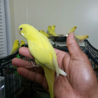 Yellow Budgies male and female 