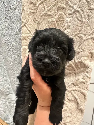 Mini Schnauzer Puppies, View more