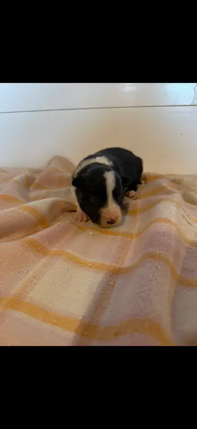CBCA border collie puppies for sale, View more