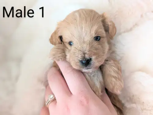 Adorable Maltese/Mini Poodle Puppies 