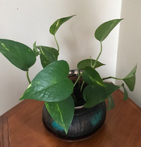 Golden pothos in a beautiful ceramic pot with saucer