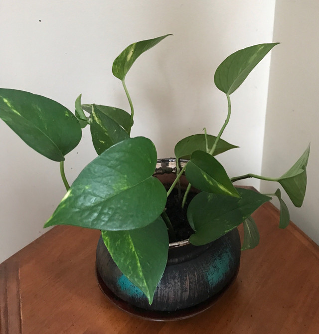 Golden pothos in a beautiful ceramic pot with saucer in Plants, Fertilizer & Soil in Guelph