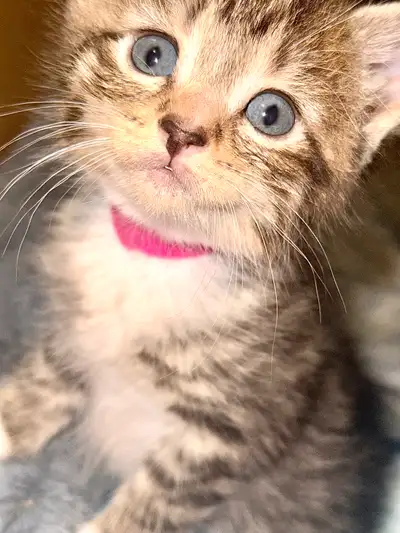 chatons tabby X Sibérien, View more