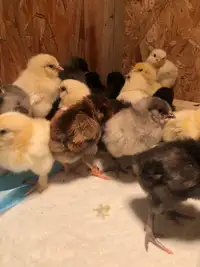 Hertitage chicks & hatching eggs 