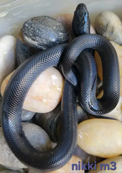 2026 Mexican black kingsnakes, View more