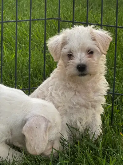 Chiots Schnoodle (schnauzer nain x caniche miniature), View more