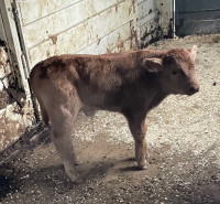Steer baby calf 