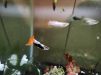 Guppies for sale