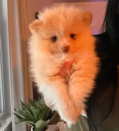 2 Pomeranian females available now, View more
