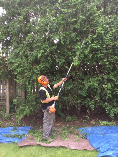 Tree or Hedge Trimming or Removal, View more