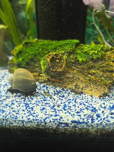 Selling Mystery snails, raised in Mississauga tap water. Multiple colors Dime size $1 each Quarter s...