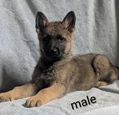 King German shepherd puppies, View more