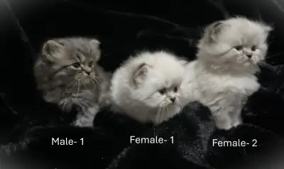 We have 3 Persian kittens $1000. Mom is a sweet little seal point himalayan and dad is a fire-y oran...