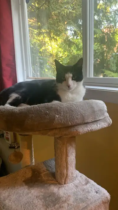 Cat looking for a good home, View more