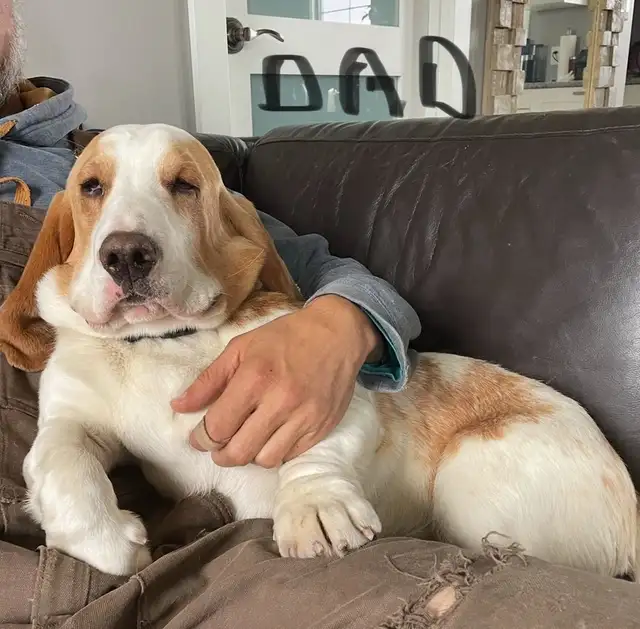 Basset Hound Pups Pure Bred in Dogs & Puppies for Rehoming in Edmonton - Image 8