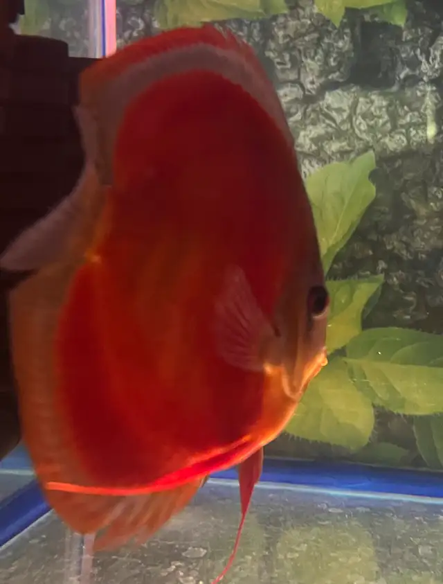 Red cover discus in Fish for Rehoming in City of Toronto - Image 5