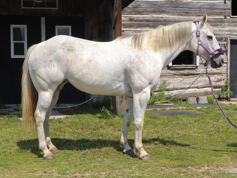 Project horse for sale Horses & Ponies for Rehoming Ottawa Kijiji