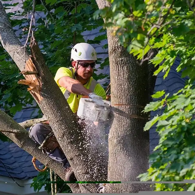 Tree Removal64700581857538121